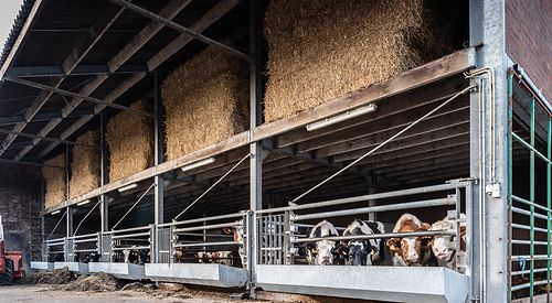 Rundvee- en kalfveestallen